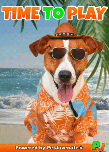 a dog wearing sunglasses and a hawaiian shirt is on a beach with the words time to play behind him