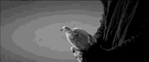 a black and white photo of a person holding a dove in their hands .
