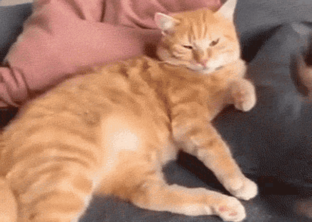 a cat is laying on a couch next to a person in a pink shirt .
