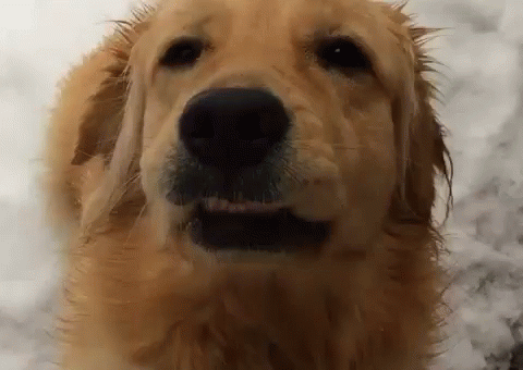 Smile GIF - Cute Adorable Dog GIFs