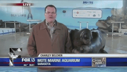 Sea Lion Kisses GIF - Newsbloopers Sealions Aquarium GIFs