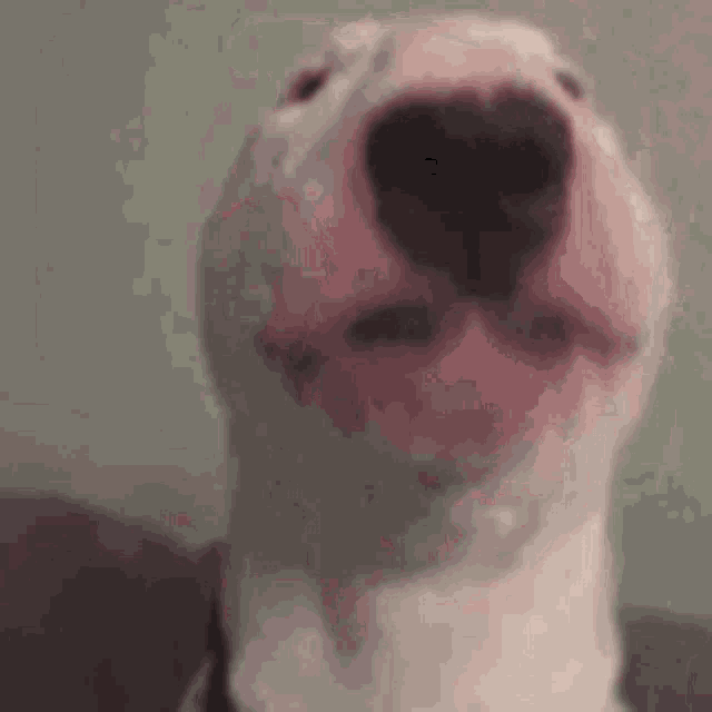 a close up of a dog 's face with a pink nose looking at the camera .