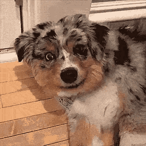 a dog laying on a wooden floor looking at the camera with a watermark that says petsdorf