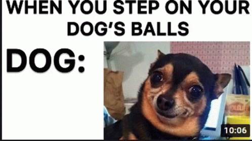 Dogs Balls GIF - Dogs Balls Meme GIFs
