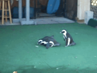 a couple of penguins standing on a green surface
