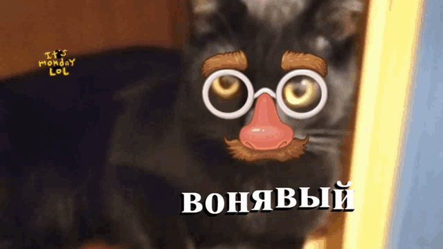 a cat wearing glasses and a fake nose with the words " it 's monday lol " above it