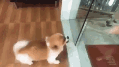 Dogs Funny GIF - Dogs Funny Barking GIFs