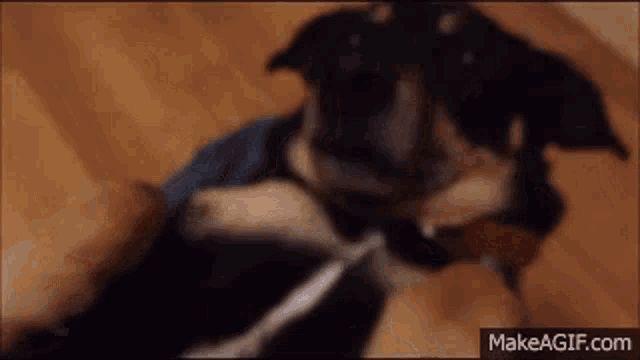 a close up of a dog laying on a wooden floor with makeagif.com in the corner