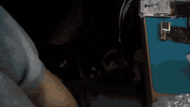 Oreo Rossmann GIF - Oreo Rossmann Cat GIFs