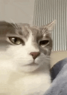 a close up of a cat 's face looking at the camera while sitting on a couch .
