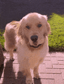 a dog with a black collar is standing on a sidewalk