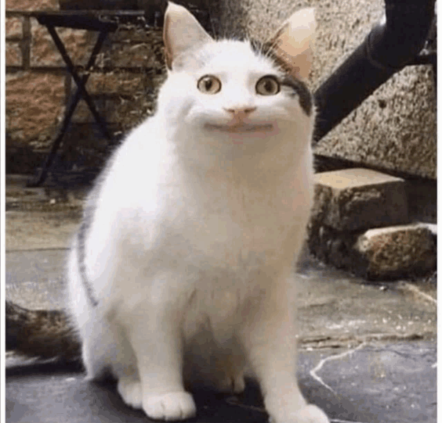 a white cat with a funny face is sitting on the ground .