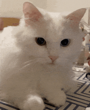 a white cat is laying on a table with a bottle of johnson 's lotion in the background