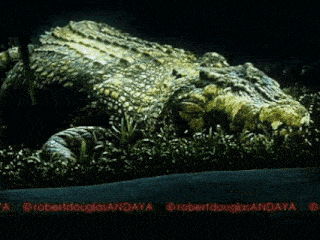 a picture of a crocodile with the words robertdouglasandaya on the bottom
