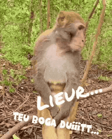 a monkey is sitting on a tree branch in the woods holding onto a tree branch .