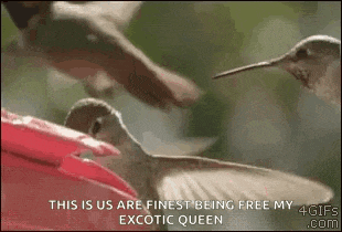 two hummingbirds are flying over a pink flower with the words `` this is us are finest being free my exotic queen ''