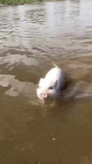a small white pig is swimming in the water