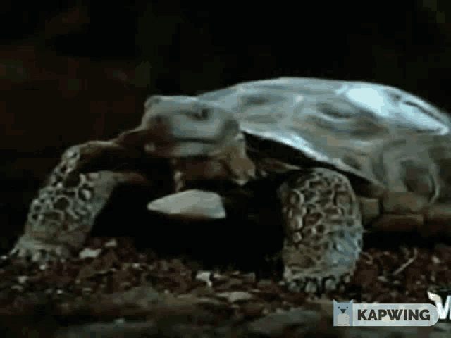 a turtle is crawling on a pile of leaves with the caption kapwing
