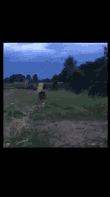 a person with a backpack is running through a grassy field .