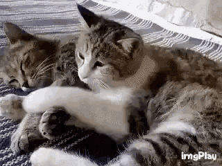 Cute Cuddle GIF - Cute Cuddle Hug GIFs