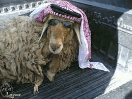 a sheep wearing sunglasses and a turban is sitting in the back of a truck .