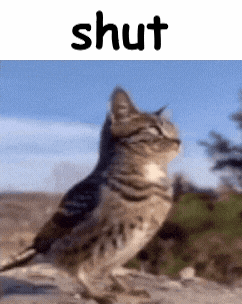 a cat standing next to a bird with the word shut written above it
