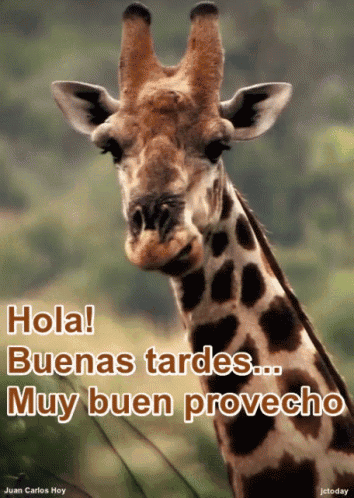 a picture of a giraffe with the words hola buenas tardes muy buen proveche