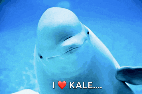 a dolphin with its eyes closed and the words i love kale
