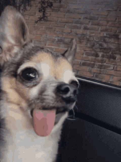 a small brown and white dog sticking its tongue out in front of a brick wall