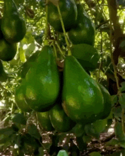 a bunch of avocados hanging from a tree