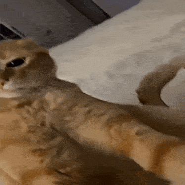 a cat is laying on a bed looking at the camera .