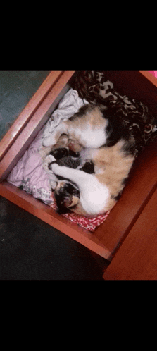 a calico cat and a black and white cat are sleeping in a drawer full of clothes
