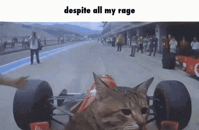 Cat Meme GIF - Cat Meme Racing GIFs