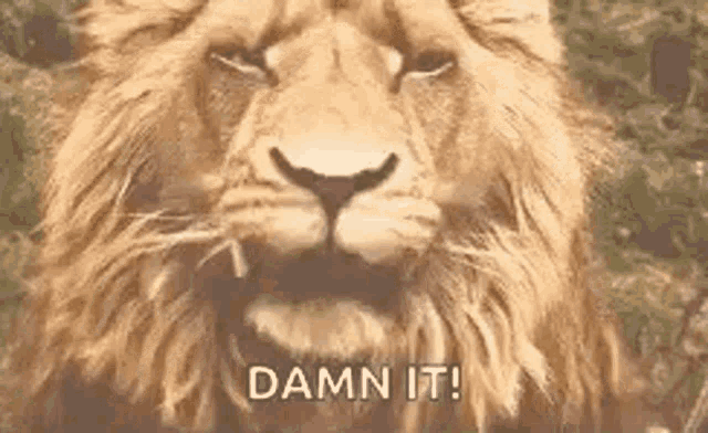 a close up of a lion with the words `` damn it '' written on it .