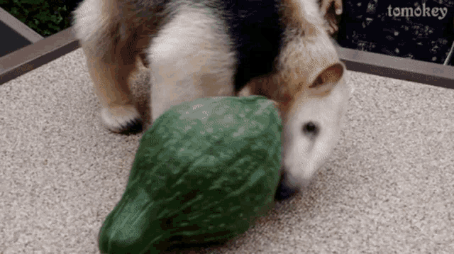 a dog is playing with a green pumpkin and the word tomokey is visible in the corner
