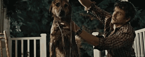a man is grooming a dog on a porch with a hose .