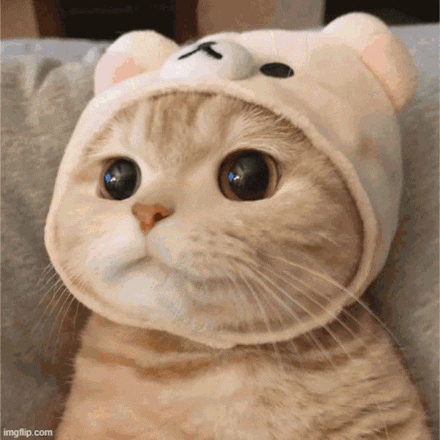 a cat wearing a teddy bear hat is looking at the camera .