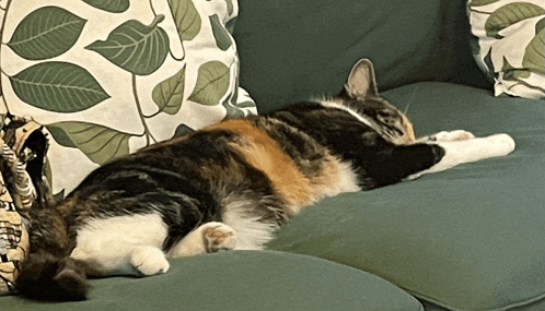a calico cat laying on a green couch