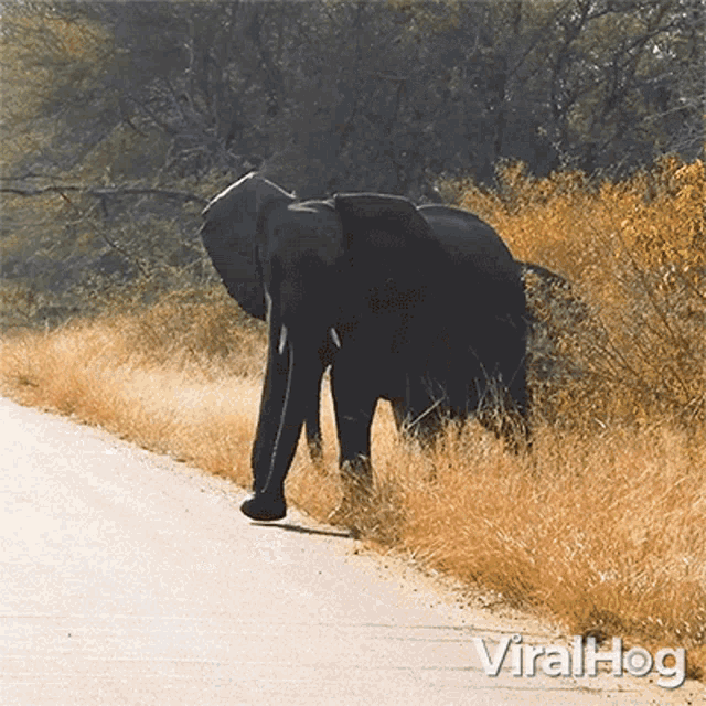Elephant Crossing The Road Viralhog GIF - Elephant Crossing The Road Viralhog Elephants Passing The Road GIFs