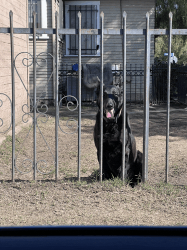 a black dog is behind a metal fence with its tongue hanging out