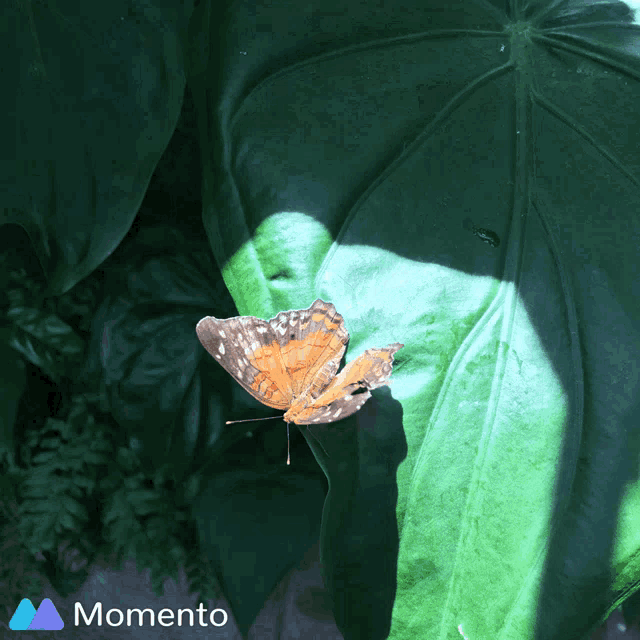 a butterfly is perched on a green leaf with a momento logo in the corner