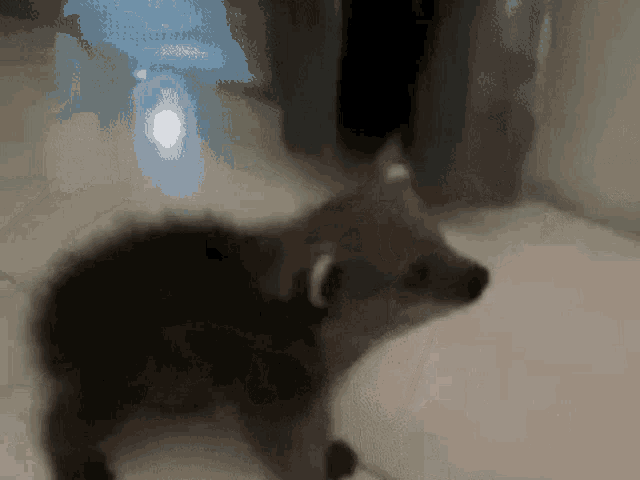 Binturong Baby GIF - Binturong Baby Bearcat GIFs