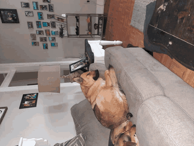two dogs are laying on a couch in a living room with a sign that says " i love my cats "