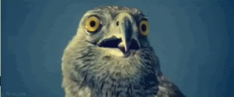 Shook Shocked GIF - Shook Shocked Owl GIFs