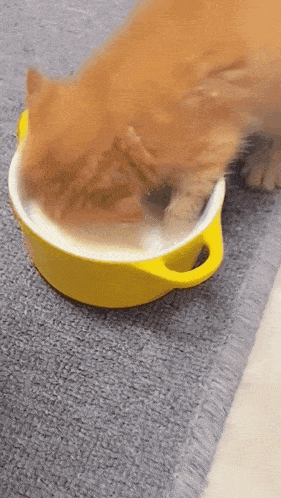 Cat Cat Milk GIF - Cat Cat Milk Orange Kbitty GIFs