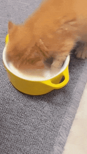 a cat is drinking milk out of a yellow bowl