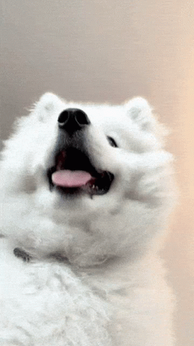 Smile Samoyed GIF - Smile Samoyed Happy GIFs