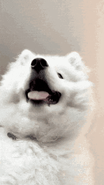 a white dog with its tongue hanging out