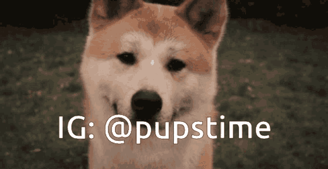 a picture of a dog with the hashtag ig @pupstime