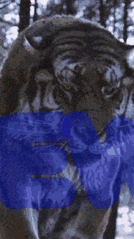 a close up of a tiger behind a blue new sign